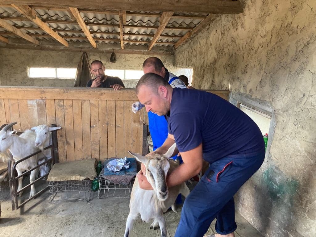 PREMIERĂ ÎN ZOOTEHNIA MOLDOVENEASCĂ. O nouă procedură de însămânțare artificială la caprine