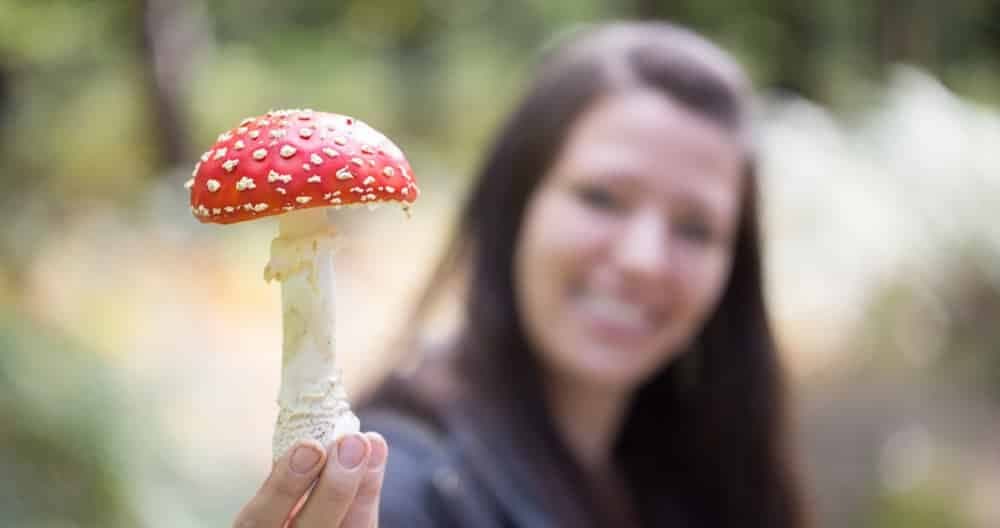 ATENȚIE! Cazurile de intoxicaţii cu ciuperci iau amploare