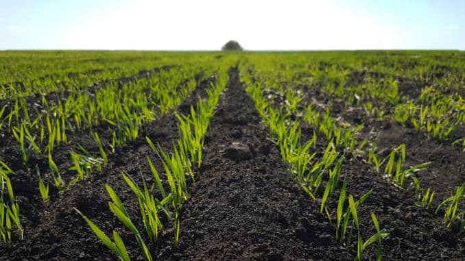Fertilizarea de toamnă la păioase – mutarea decisivă a fermierilor performanți