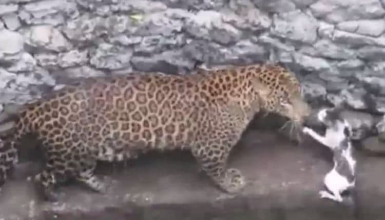 Cum poate o pisică îmblânzi un leopard