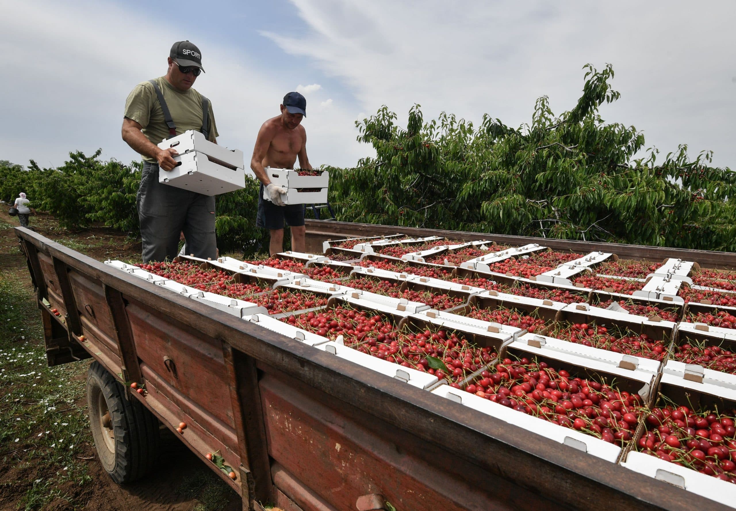 EȘEC COMPLET la exportul fructelor moldovenești în Rusia