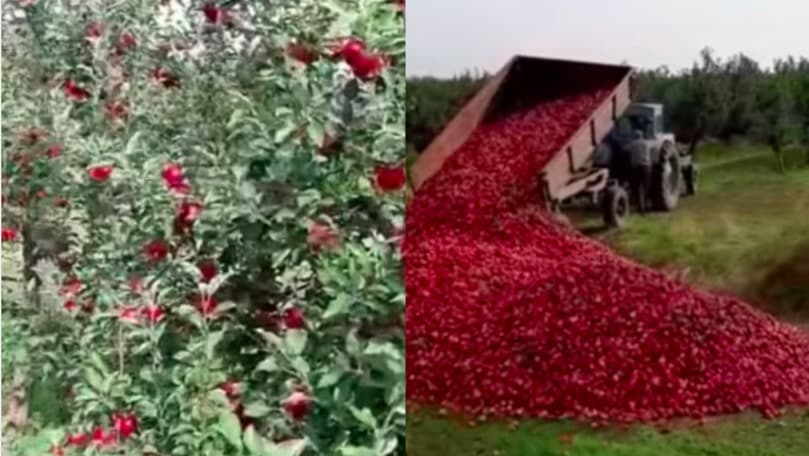 UPDATE: Tone de mere, aruncate la gunoi / VIDEO