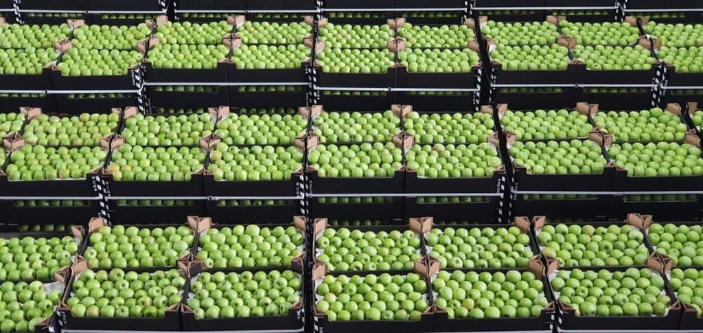 Nici preț, dar nici calitate. Unde vom vinde merele în acest an?