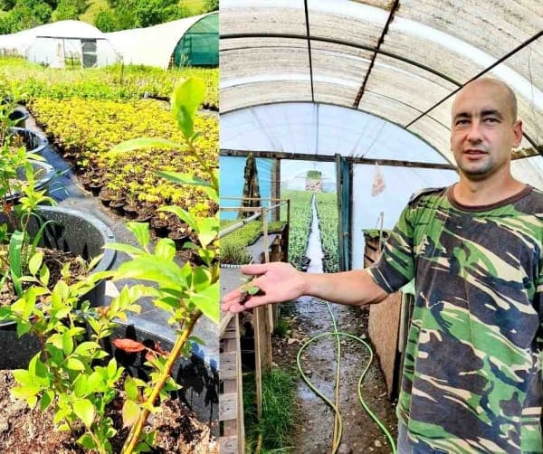 Pepiniera de afin, o afacere cu potenţial. Liviu Negoiţă şi-a pus toţi banii şi ştiinţa în joc