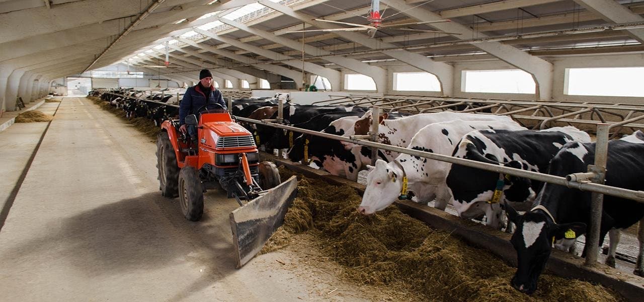 Guvernul danez ar intenționa să introducă o taxă pe emisiile poluante ale animalelor de fermă