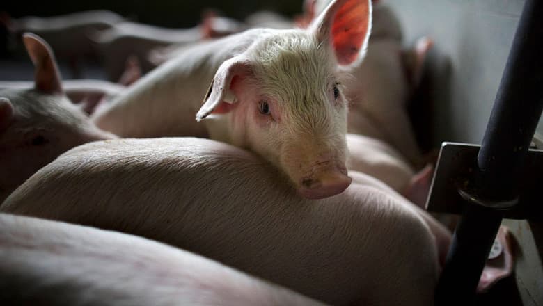 Fermierii din Marea Britanie au aproape 100.000 de porci în plus. Nu au nici unde să-i țină, nici cum să-i sacrifice