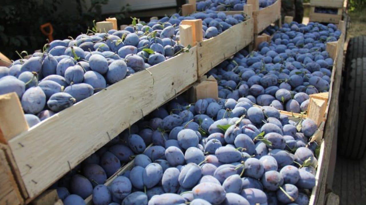 Calitatea prunelor exportate lasă de dorit