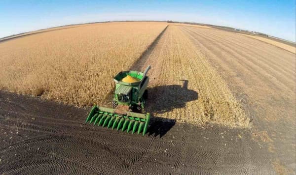 Noi prognoze pe piaţa agricolă: PORUMBUL şi FLOAREA-SOARELUI sunt pe o dinamică pozitivă