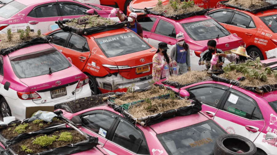 FOTO / Impresionant! O companie de taxi a transformat mașinile în „grădini”. Pe acoperiș cresc legume, dar și flori