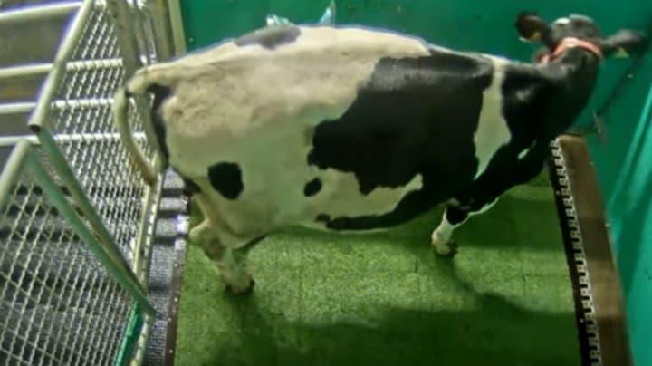 STUDIU: În câțiva ani, toate vacile vor merge la toaletă