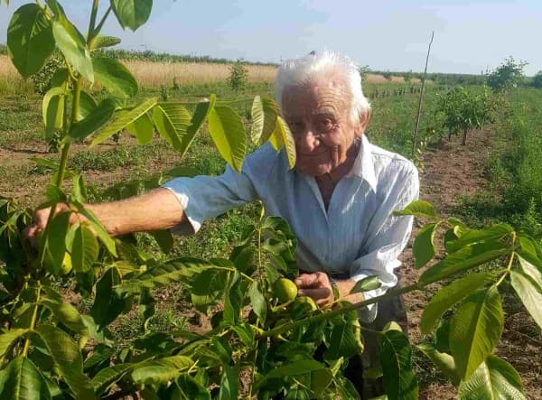 Virgil Ghiuţă are „secretul”. Ştie cum faci nucul să rodească în anul 3 de la plantare!