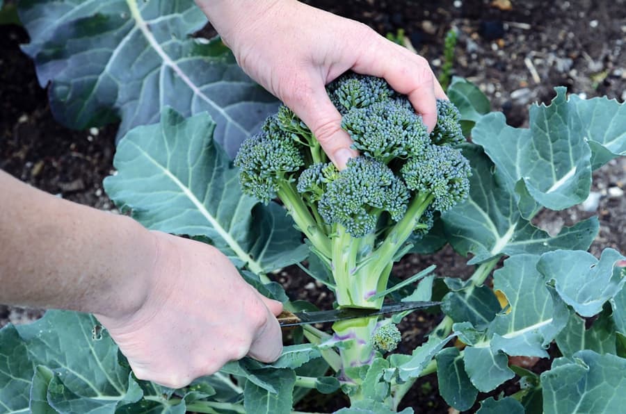 Câteva sfaturi pentru a dezvolta o afacere cu broccoli