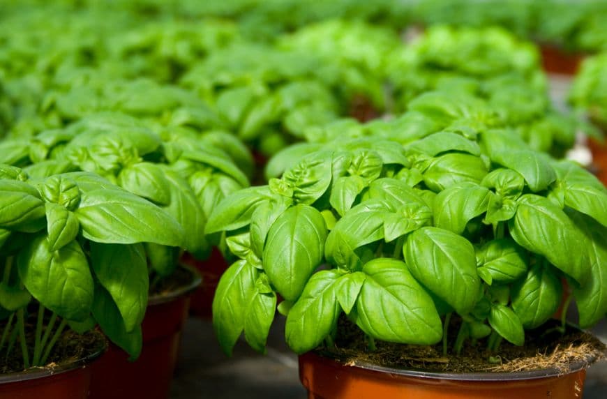 Plantarea și îngrijirea busuiocului în ghiveci