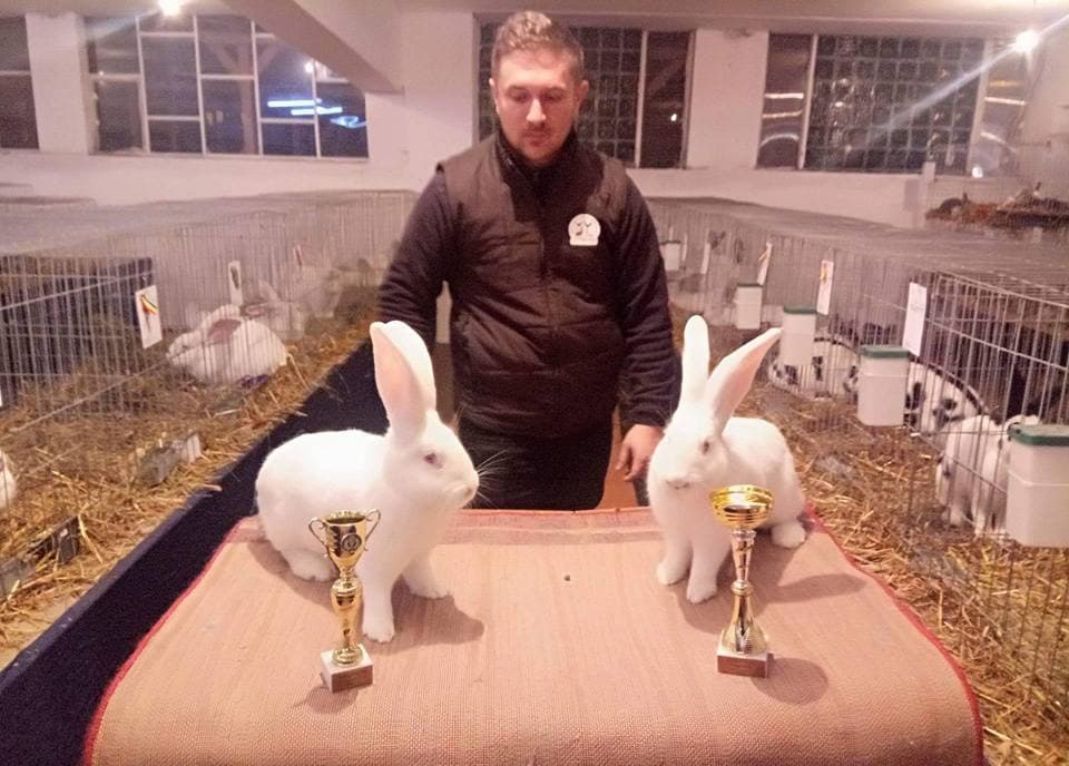 Afaceri cu iepuri: cresterea raselor de iepuri gigant