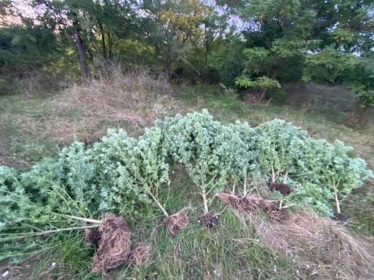 Urmau să obțină un venit de 7 milioane de lei, dar au fost reținuți de Poliție / VIDEO