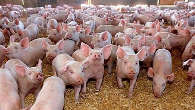 Moldovenii cresc tot mai puțini porci: Efectivul s-a redus cu 30% într-un an