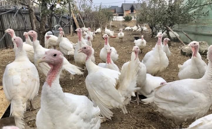 Idei de afaceri: Creșterea curcanilor în regim de fermă