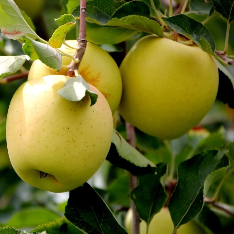 Recolta de mere Golden Delicious, mai mare în acest an