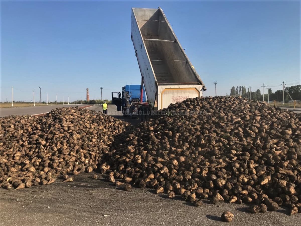 Producătorii de sfeclă de zahăr riscă pierderi enorme