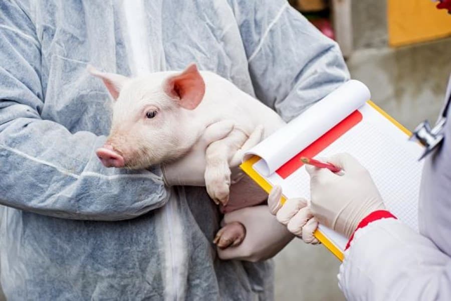 Trei focare de pestă porcină și două cazuri de rabie, confirmate