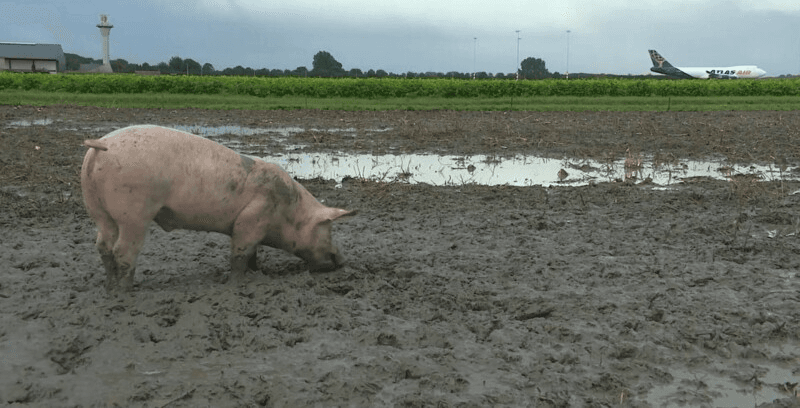 20 de porci ”lucrează” pe un aeroport din Amsterdam