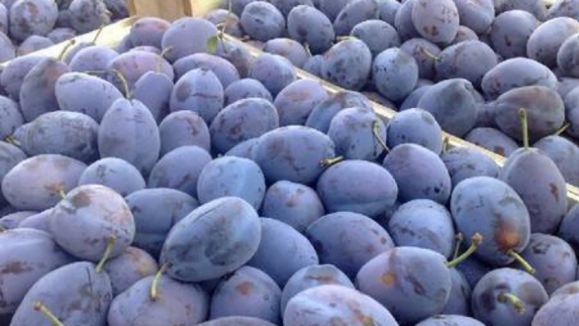 Prețul prunelor la export, avantajos pentru fermieri
