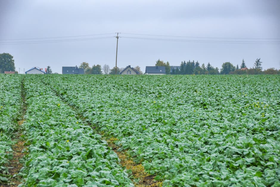 Fertilizarea cu azot a rapiței în toamnă