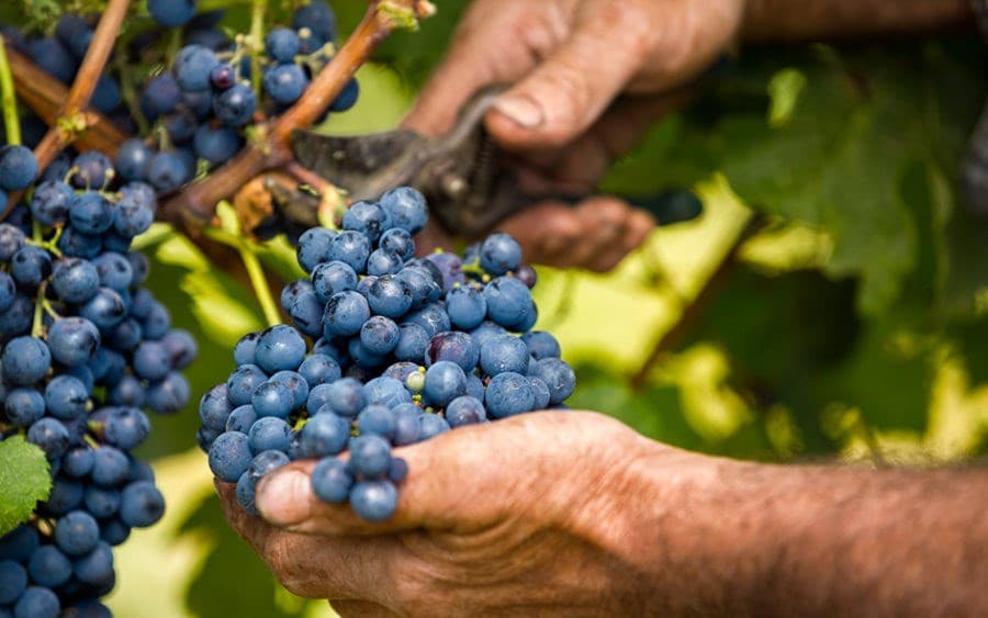 Prognoze: Recolta de struguri, mai mare în acest an