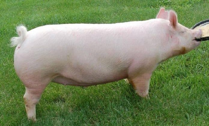 Marele Alb: Rasa de carne profitabilă, cu precocitate ridicată