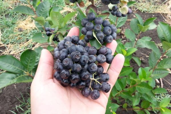 Idei de afaceri mici: Cum cultivăm aronia