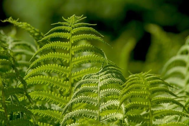 Cele mai bune plante pentru a controla eroziunea solului