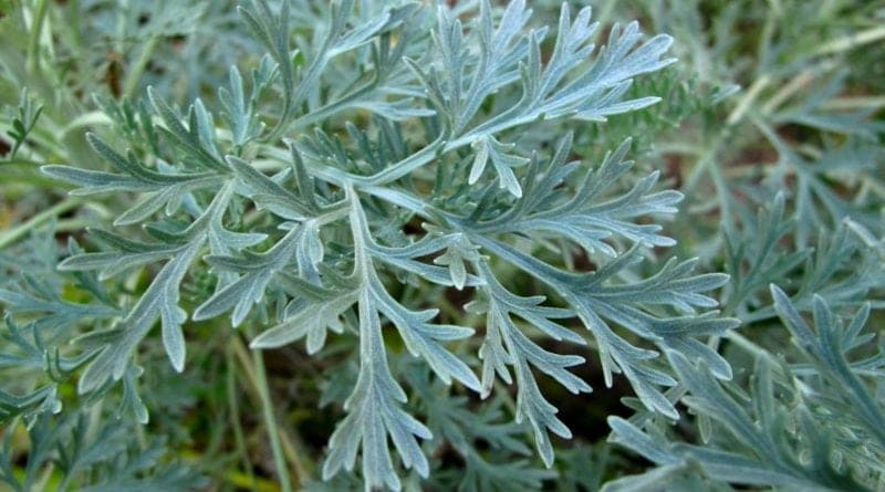 Pelinul, o plantă medicinală cu multiple întrebuinţări