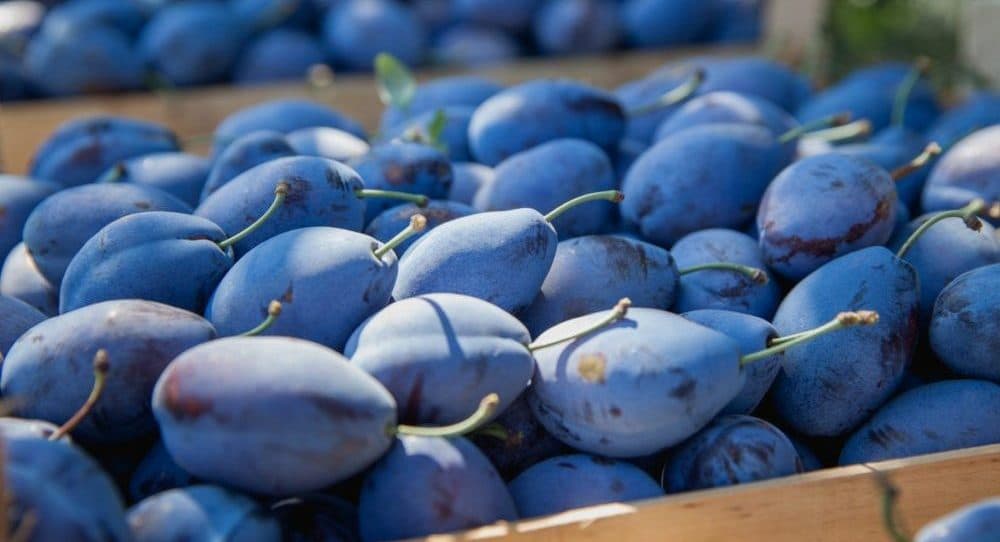 În 2021, recolta de prune a crescut, însă nu şi exportul