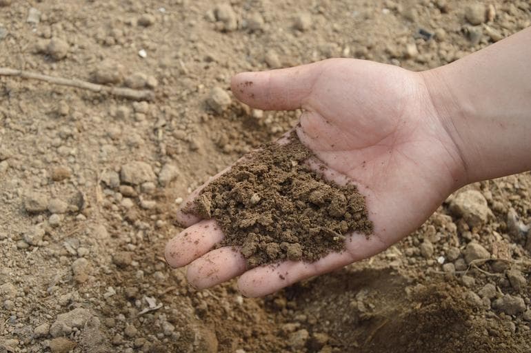 Care sunt consecințele renunțării la fertilizare?