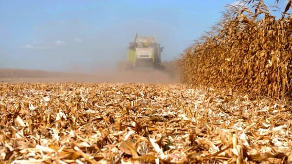 Resturile vegetale pot dăuna solului, dacă nu sunt gestionate corect