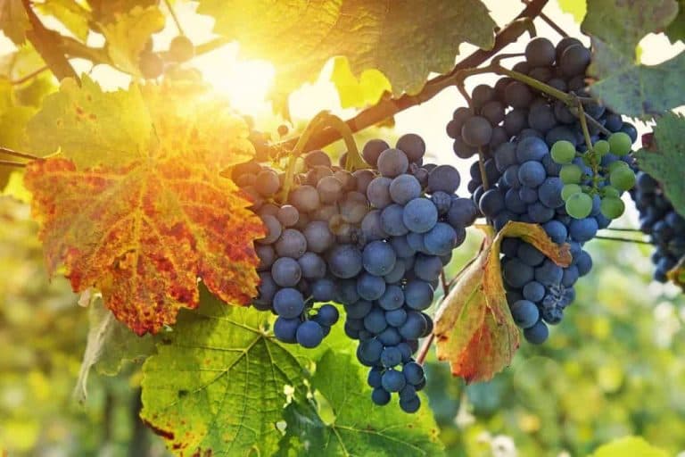 Cele mai cultivate soiuri de struguri din Romania