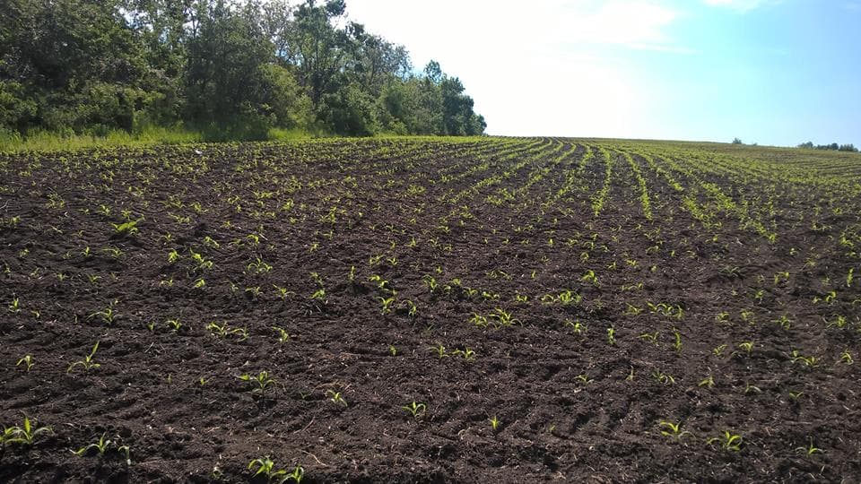 Fermierii din Dubăsari ar putea refuza să-și prelucreze câmpurile