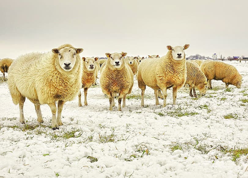 Furt de 140 de oi în Iași: Crescătorul de animale a suferit o pagubă de 100 mii de lei românești înainte de Crăciun