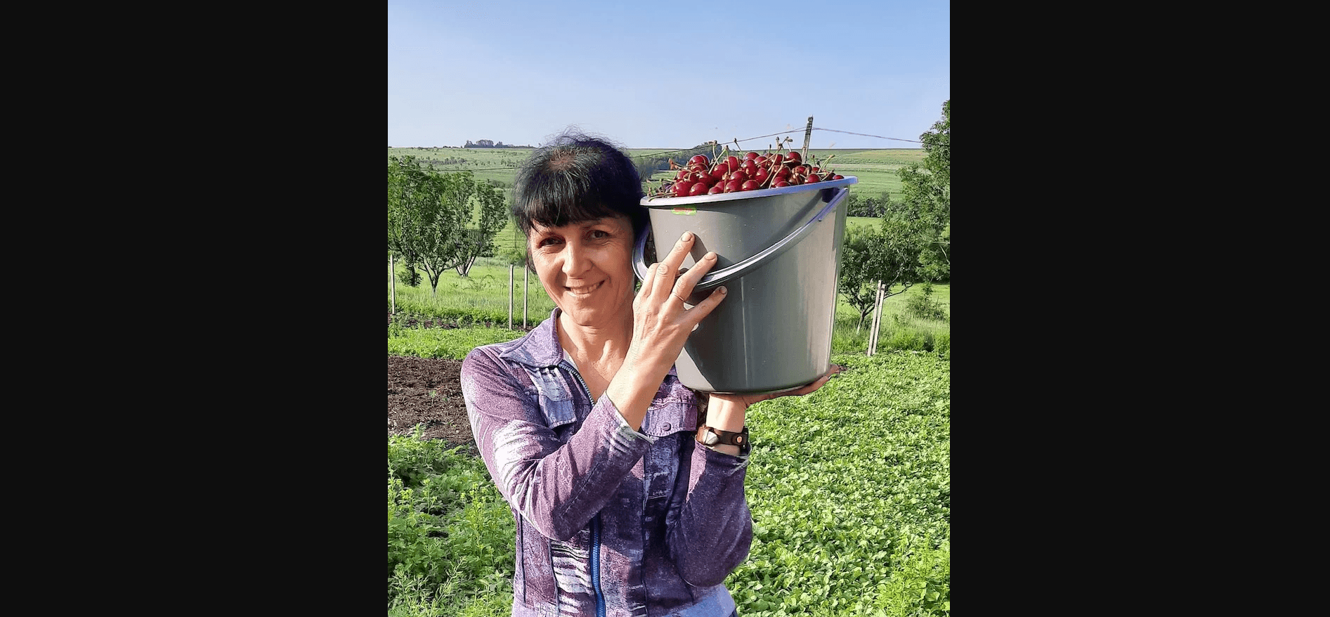 Cum producătoarea Zina Cebotari îngrijește căpșuna iarna