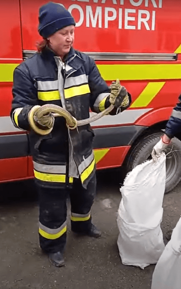 VIDEO/15 șerpi au fost găsiți în subsolul unei grădinițe