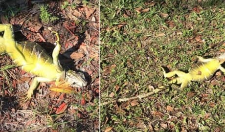 FOTO/ În Florida este atât de frig, încât iguanele cad din copaci