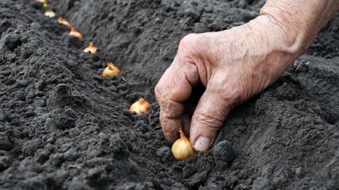 Cultivarea arpagicului- sfaturi pentru o cultură reușită