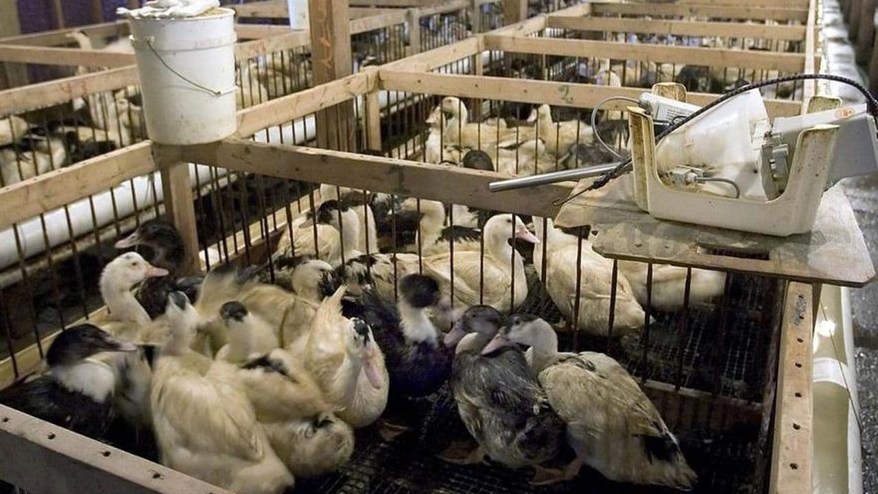 Focar de gripă aviară la o fermă din Bulgaria. Aproape 6.000 de păsări vor fi sacrificate