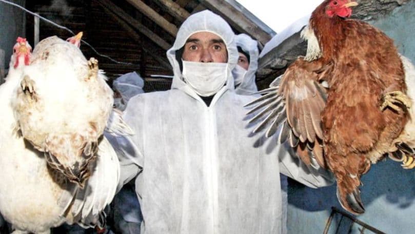 Cazurile de gripă aviară se vor înmulți din nou