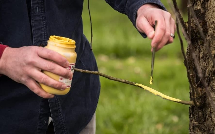 Mastic la rece pentru altoit: cum să-l prepari singur