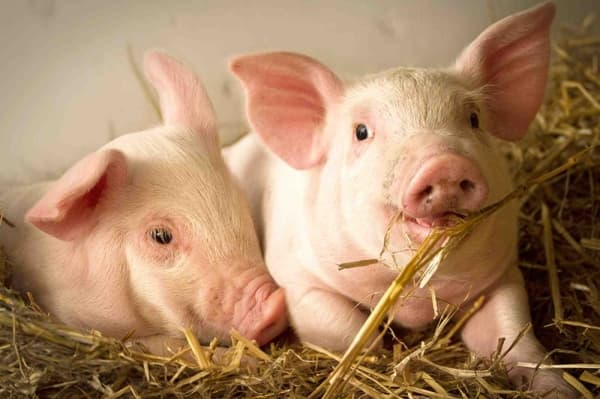 Animal salvat cu greu dintr-o groapă de doi metri