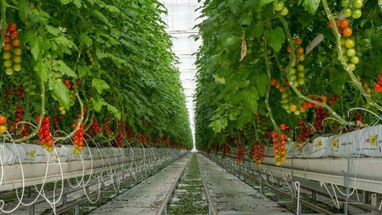 Cea mai mare seră din China are o productivitate de 40-50 de kilograme de roșii pe metru pătrat