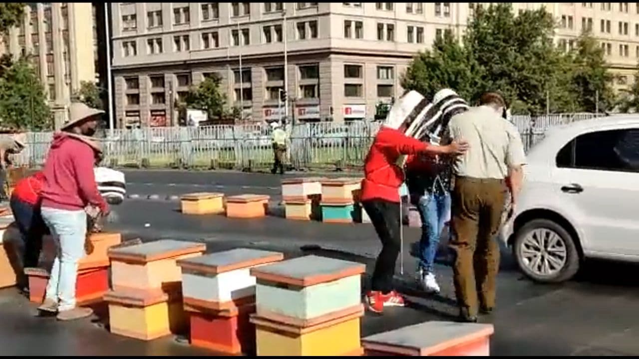 Apicultorii din Chile – protest cu 10.000 de albine. Șapte polițiști au fost înțepați