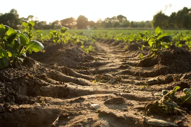 Degradarea solului va duce la o creștere a prețurilor la alimente