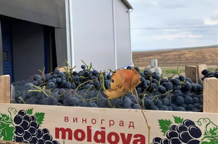Uzbekistanul a depăşit Moldova la exportul de struguri în Rusia